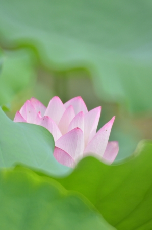 lotusの写真素材