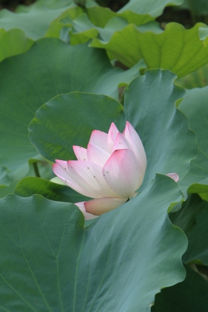 lotusの写真素材