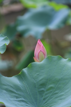 lotusの写真素材