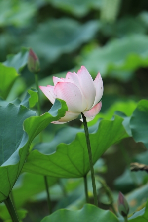 lotusの写真素材