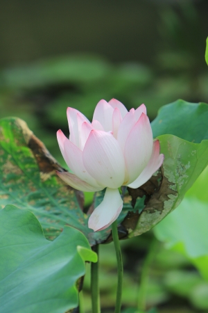 lotusの写真素材