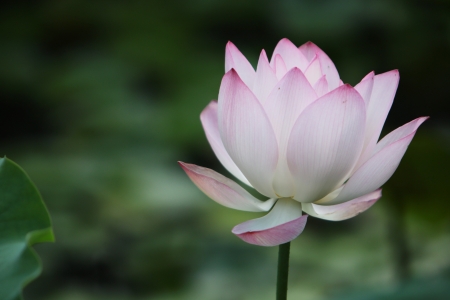 lotusの写真素材