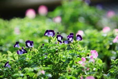 flower bedの写真素材