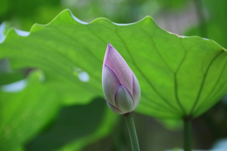 lotusの写真素材