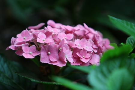 flowerの写真素材