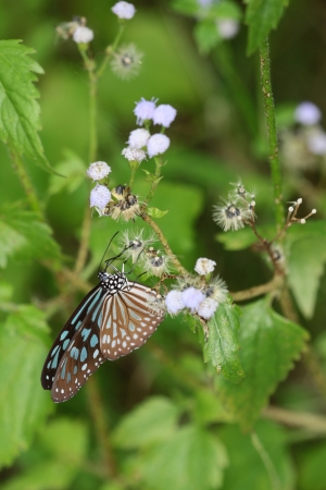 butterflyの写真素材