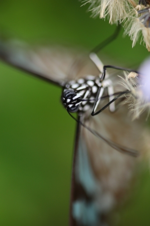 butterflyの写真素材