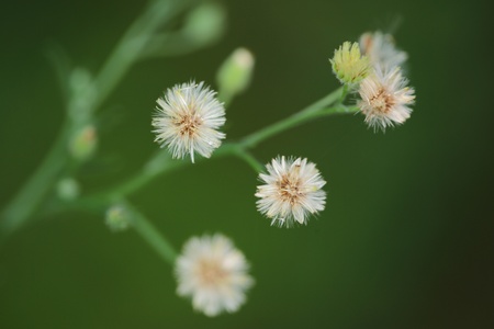 flowerの写真素材