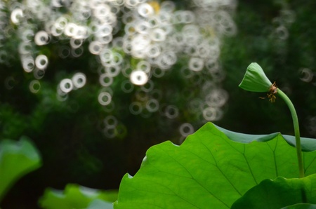 Nelumbo Nucifera Seedpodの写真素材
