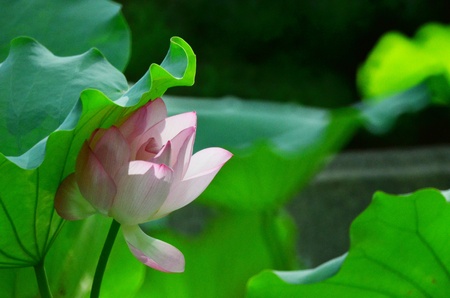 lotusの写真素材