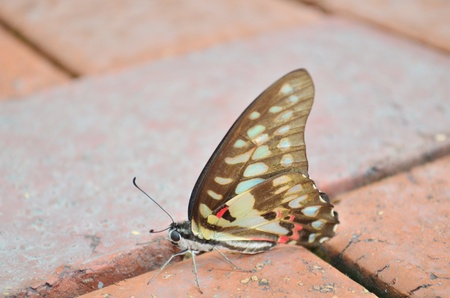 butterflyの写真素材