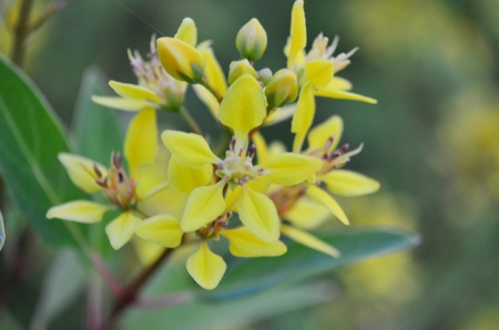 yellow flowerの写真素材