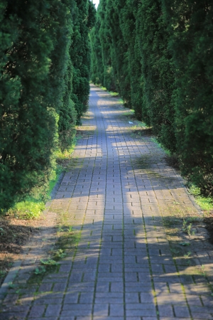 path of tree roadの写真素材