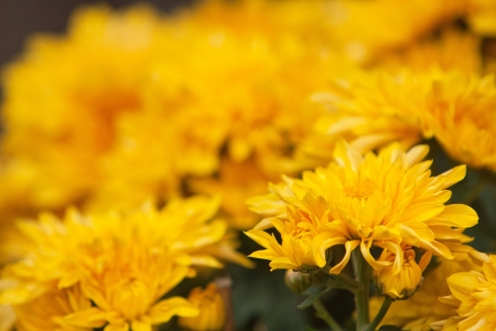 Chrysanthemumの写真素材