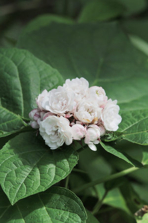 white flower