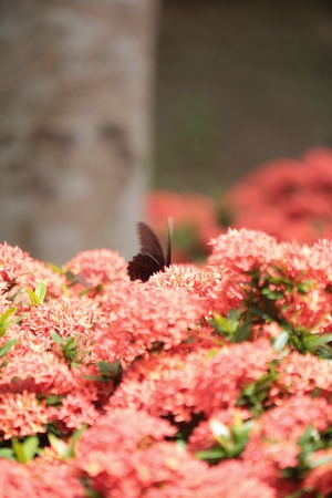 Swallowtail butterfliesの写真素材