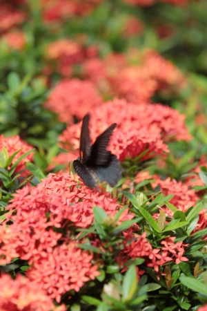 Swallowtail butterfliesの写真素材