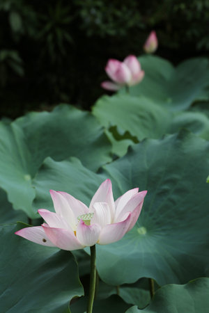 lotus