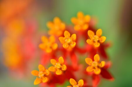 flower closeupの写真素材