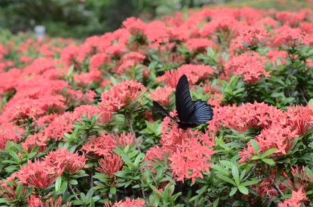 Swallowtail Butterflyの写真素材