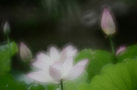 lotusの写真素材