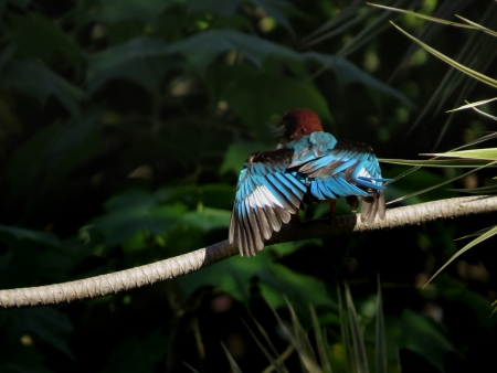 kingfishersの写真素材