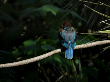 kingfishersの写真素材