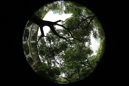 Green oak treeの写真素材