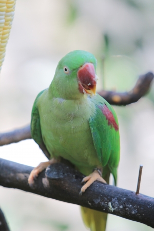 Green Parrot Macawの写真素材