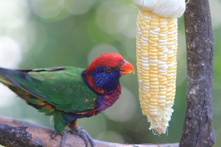 Parrotの写真素材