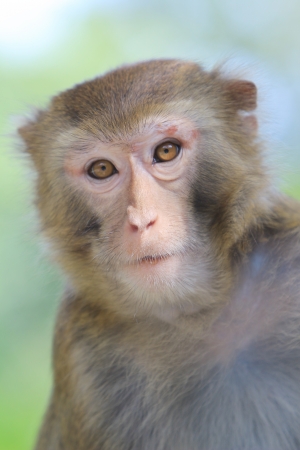 Monkey at golden hill, hong kong の写真素材
