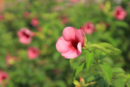 pink flower