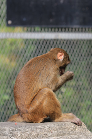 Monkey at golden hill, hong kong