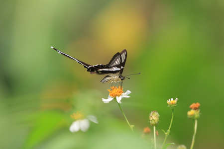 Lampropteraの写真素材