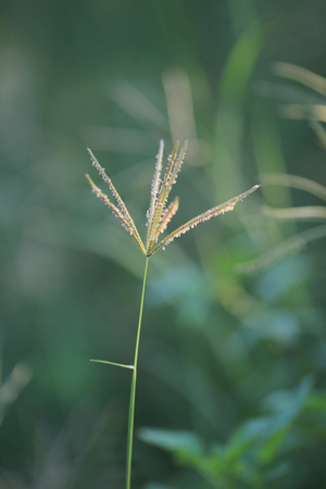 grassの写真素材