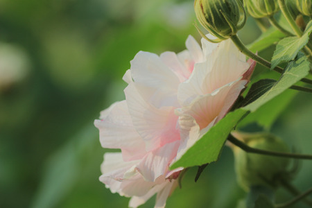 Hibiscus mutabilisの写真素材