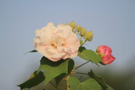 Confederate Rose Flower
