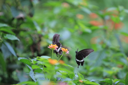 butterflyの写真素材