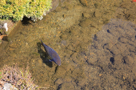 fish poolの写真素材