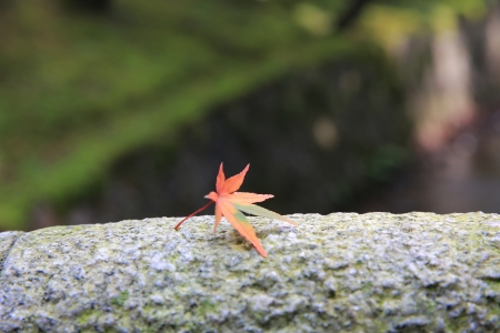 Single Autumnal Maple Leaf on Concrete の写真素材