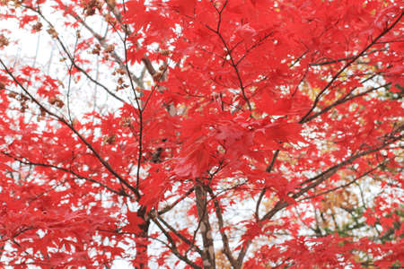 japanese maple