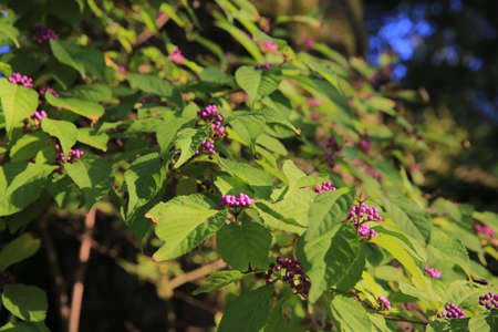 plantsの写真素材