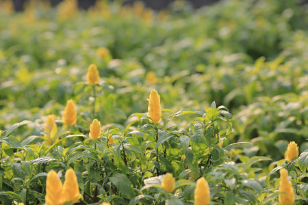 flower bed