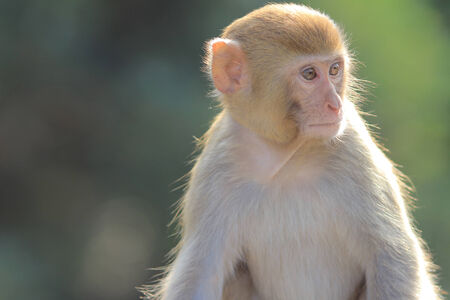 A  monkey  in Kam Shan Country Park, hk