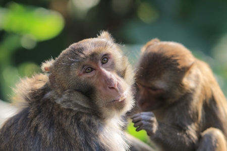 A  monkey  in Kam Shan Country Park, hk