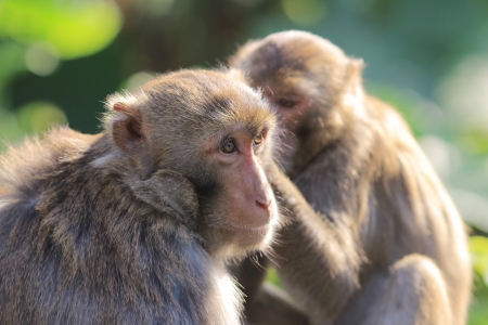 A  monkey  in Kam Shan Country Park, hk