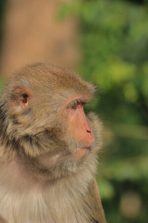 A  monkey  in Kam Shan Country Park, hkの写真素材