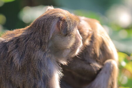 A  monkey  in Kam Shan Country Park, hk