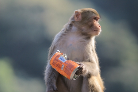 monkey at Kam Shan Country Park, Kowloon, Hong Kong