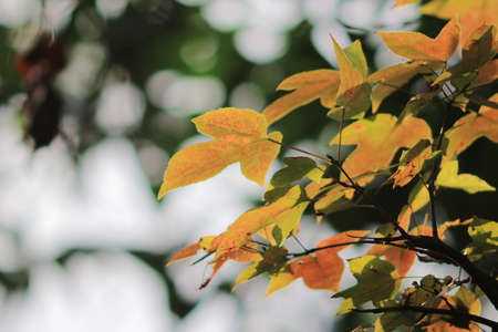leaves of autumnの写真素材